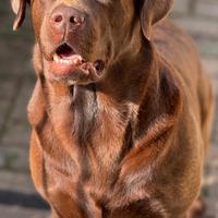 Labrador Chocolate maschio, accoppiamento