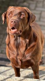 Labrador Chocolate maschio, accoppiamento
