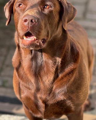Labrador Chocolate maschio, accoppiamento