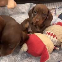 Bassotto nano femmina