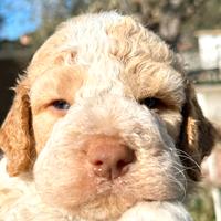 Lagotto romagnolo