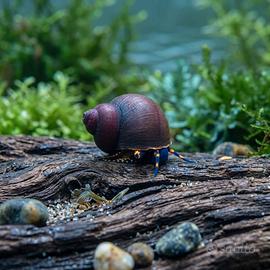 RARE 6x Lumache Acquario Blue Berry (Viviparus sp)