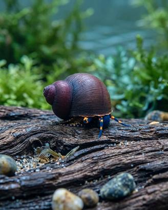 RARE 6x Lumache Acquario Blue Berry (Viviparus sp)