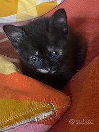 Gattini di circa in mese