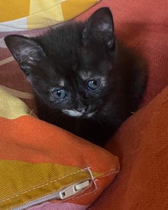 Gattini di circa in mese