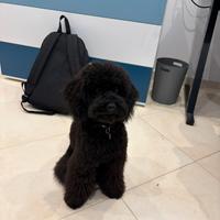 Barboncino nano per monta