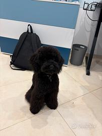 Barboncino nano per monta