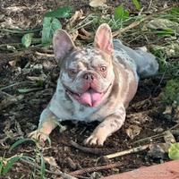 Bulldog francese maschio