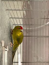 Kakariki giovane maschio