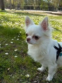 Chihuahua maschio per monta