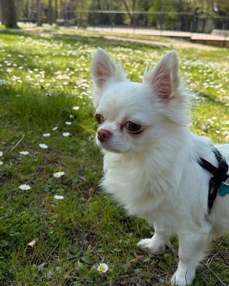 Chihuahua maschio per monta