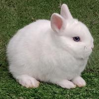 Conigli nani razza ermellino