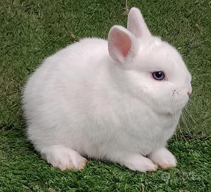 Conigli nani razza ermellino