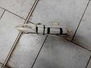 tendina-airbag-sx-lancia-y-