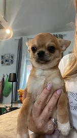 Cucciolo di Chihuahua mini
