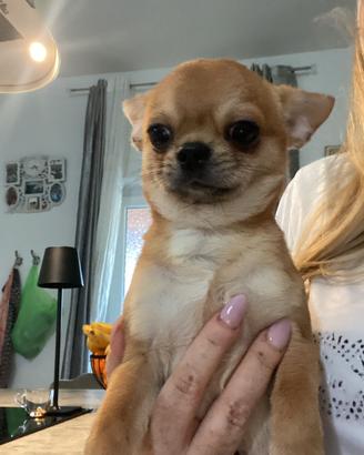 Cucciolo di Chihuahua