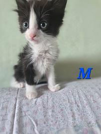 Gattini