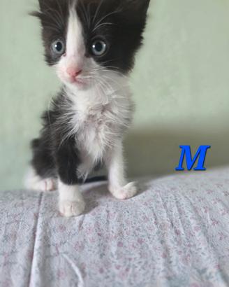 Gattini