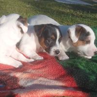 Jack Russell