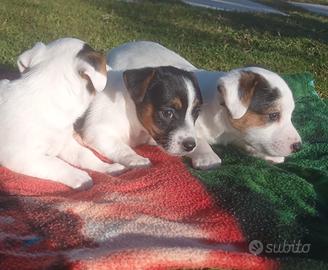 Jack Russell