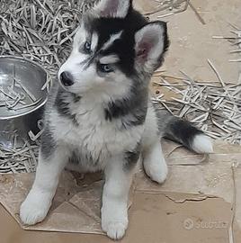 Husky
