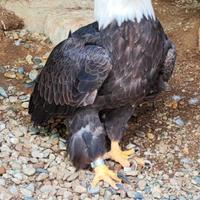 Rapace Aquila testa bianca