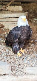 Rapace Aquila testa bianca