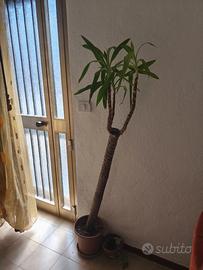 Tronchetto della felicità
