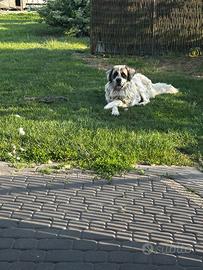 Baby sitter , accompagnamento anziani