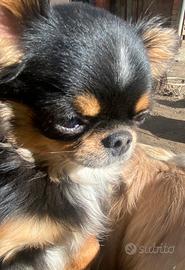 Chihuahua ipertipico tricolore con pedigree enci