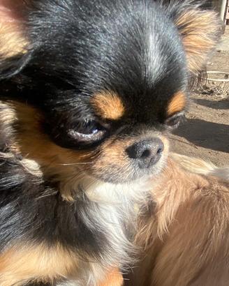 Chihuahua ipertipico tricolore con pedigree enci