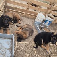 Cuccioli cane pastore