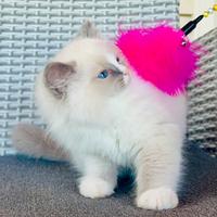Ragdoll gattino razza pura pedigree riconosciuto