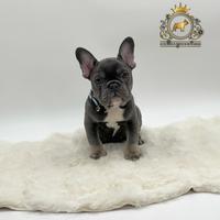 Sublime Maschietto bulldog francese total blu