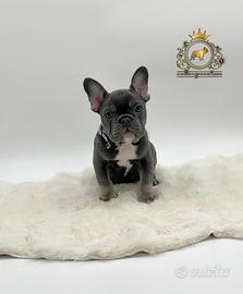 Sublime Maschietto bulldog francese total blu