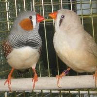 Bengalini o diamantini