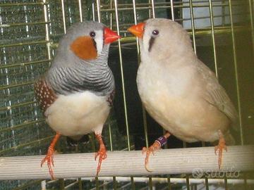 Bengalini o diamantini