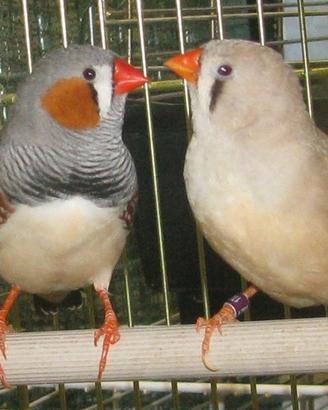 Bengalini o diamantini