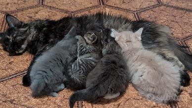 Cuccioli Maine coon