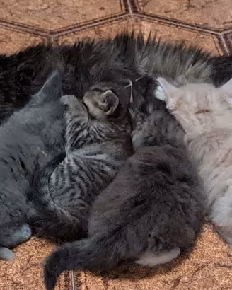 Cuccioli Maine coon