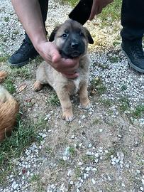 Cuccioli meticci