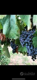 Uva da vino