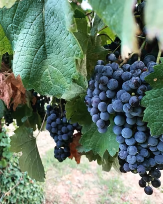 Uva da vino