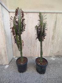 Piante grasse cactus euforbia