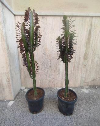 Piante grasse cactus euforbia