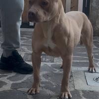 American pitbull terrier