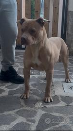 American pitbull terrier