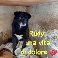 Rudy - 10 anni, una vita di dolore