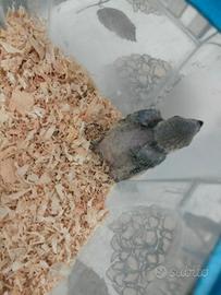 uccelli 