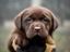 Immagine 13